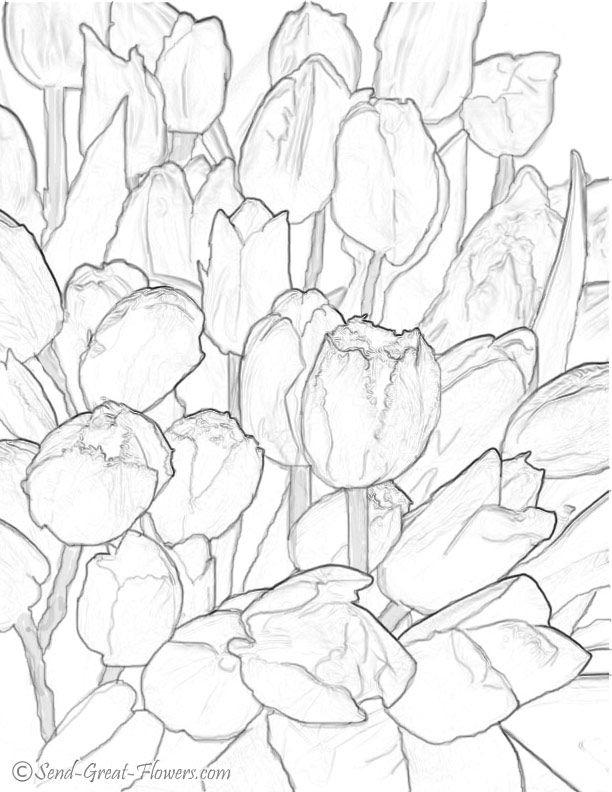 tulip coloring page | coloring pages