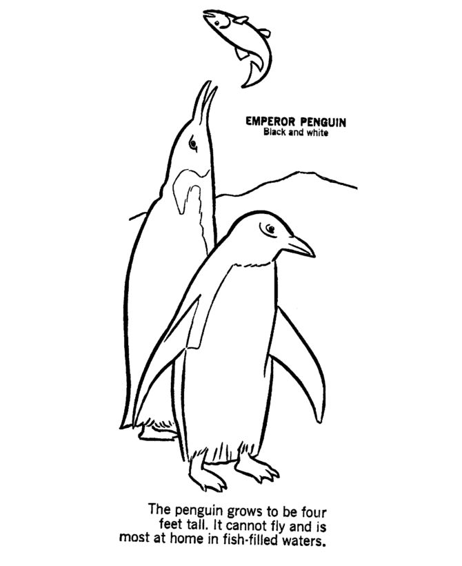 penguin cartoon colouring book