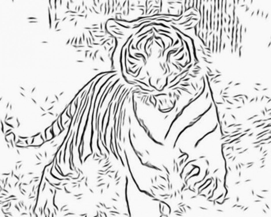 download a tiger head coloring pages or print a tiger head 285275 