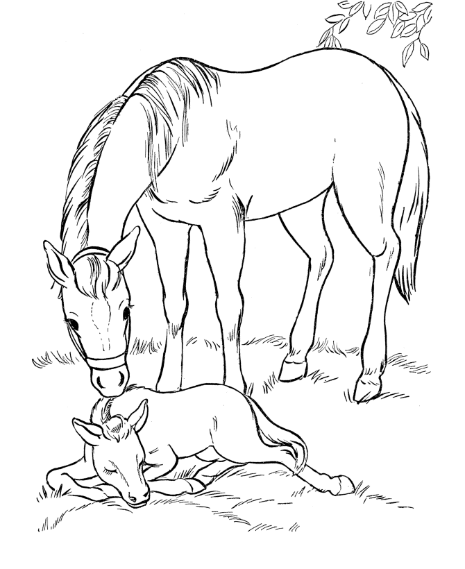 breyer colouring pages
