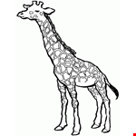 Giraffe Coloring Pictures, Giraffe Pictures You Can Color 