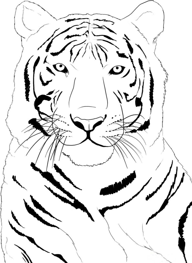 face tiger coloring page : new coloring pages