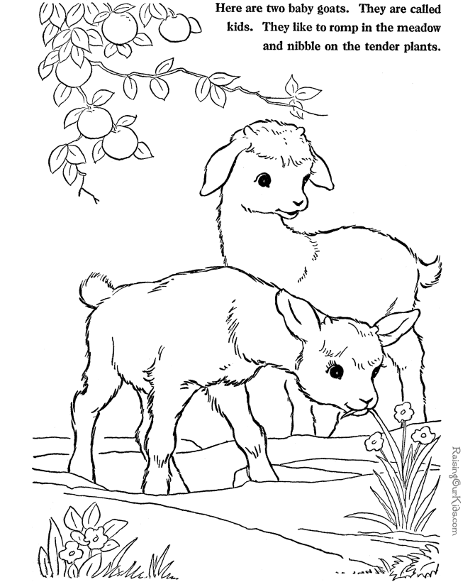 little lamb drawing page