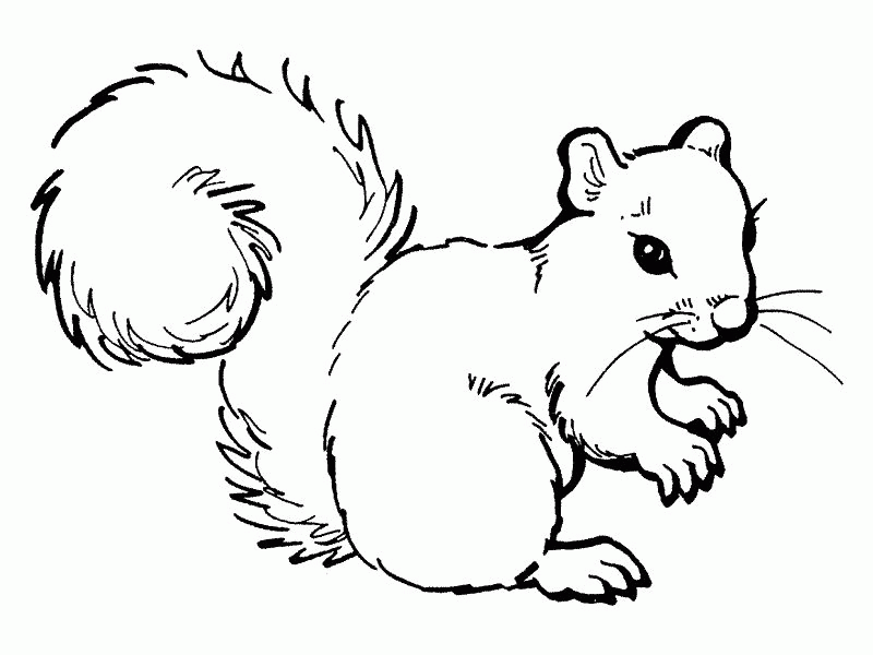 squirrels colouring pages