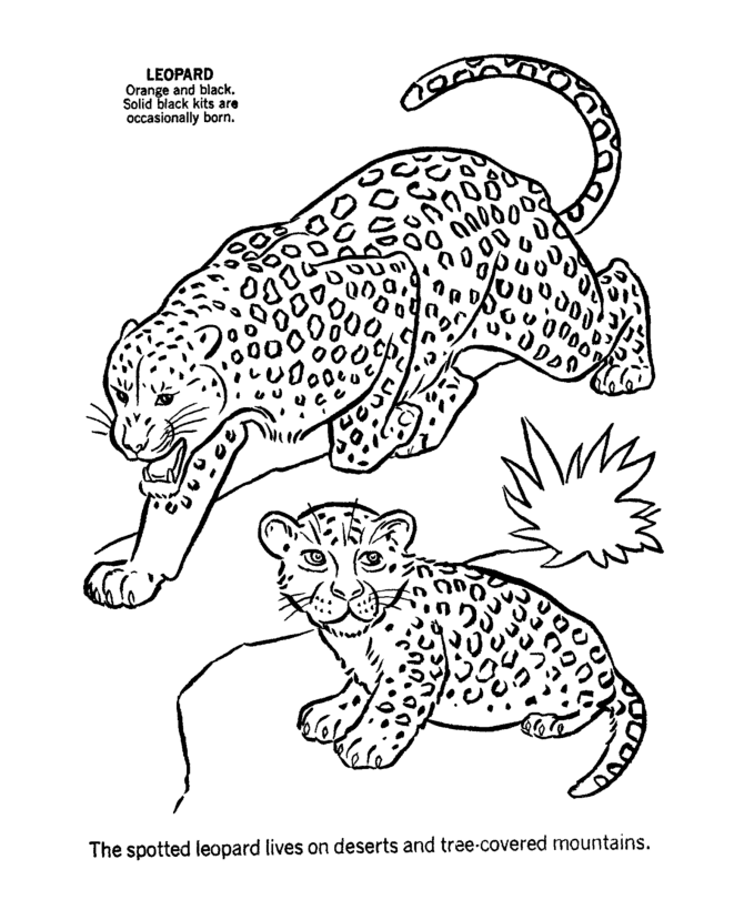 black leopard drawing
