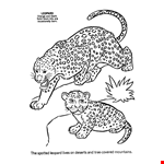 Black Leopard Drawing