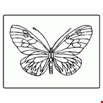 Butterfly Coloring Pages 