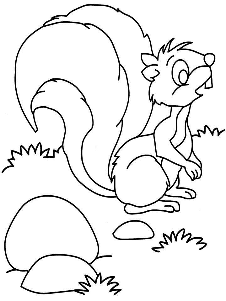 free squirrel coloring page | coloring pages