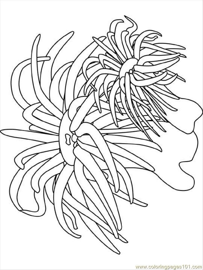 sea anemone coloring pages images &amp; pictures - becuo