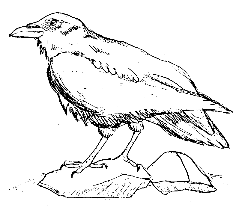 ravens colouring pages