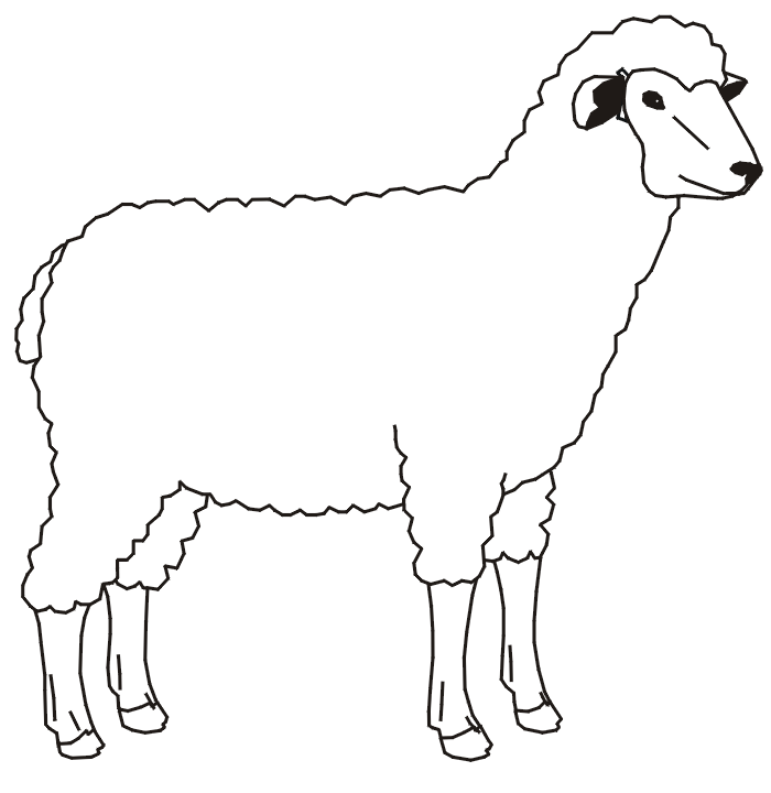 sheep drawing book