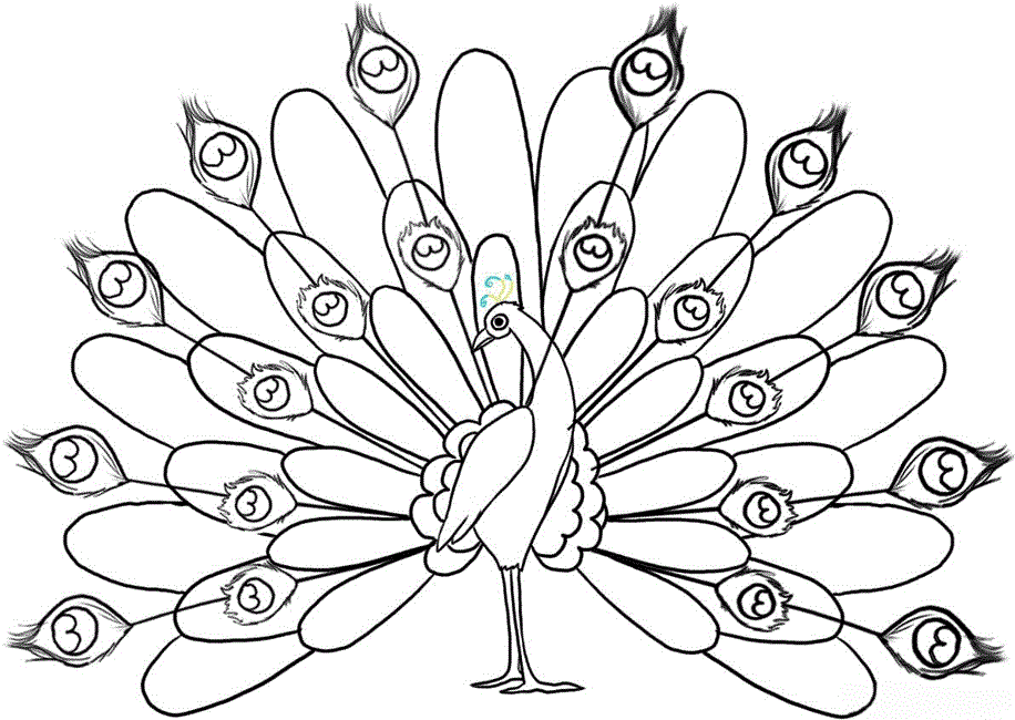 peacock coloring pages | coloring pages