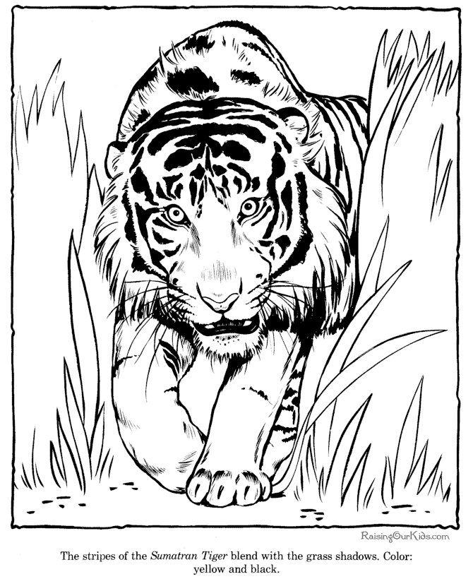 tiger coloring picture sheets