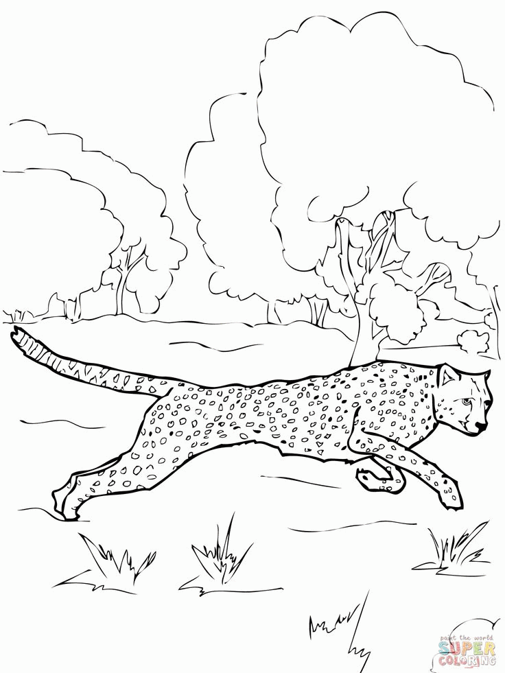 cheetah coloring page | pages