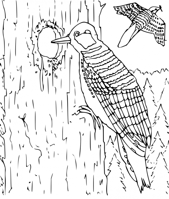 woodpecker coloring page educations