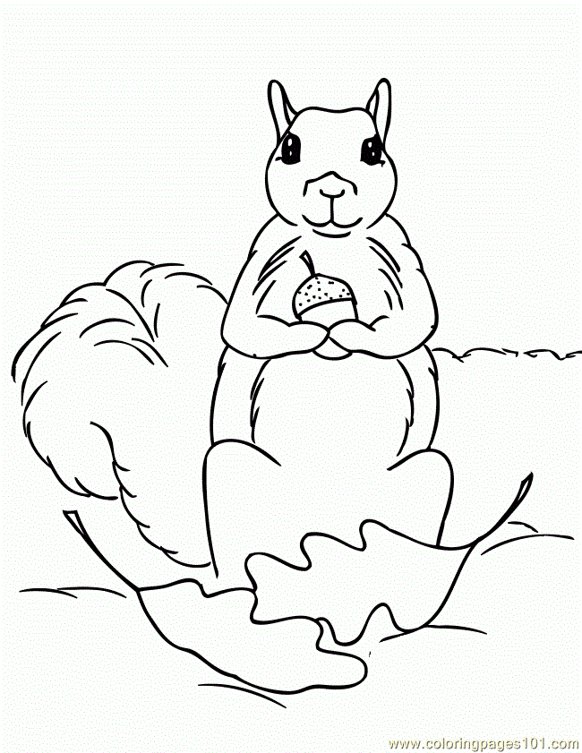 squirrel coloring pages for children to print and color