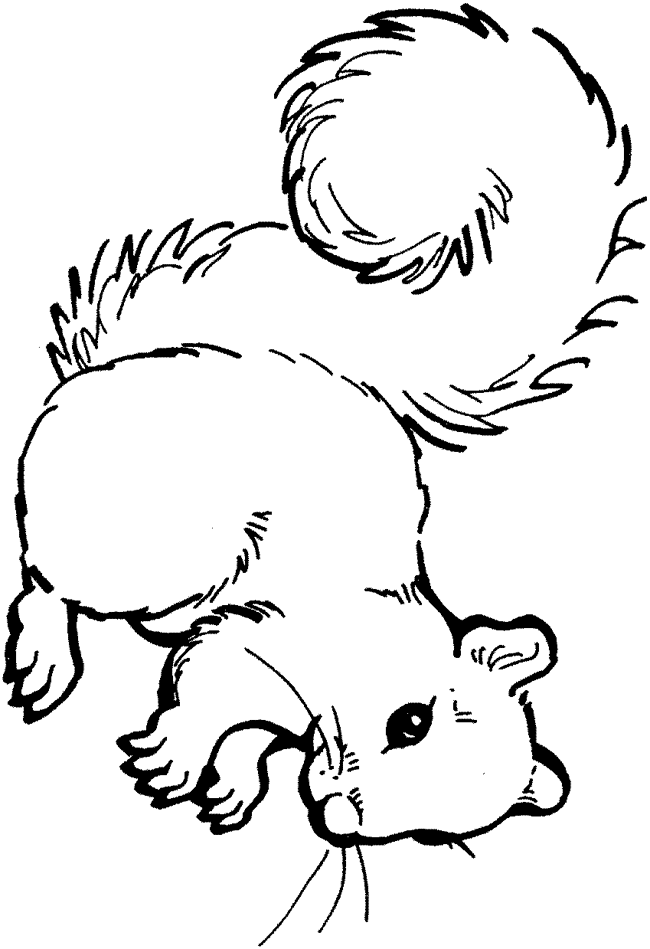 squirrel coloring pages