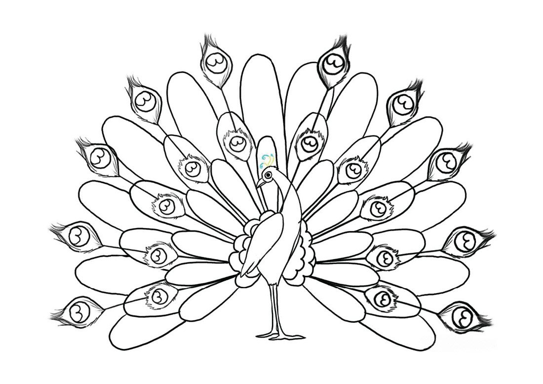 peacock drawing coloring page