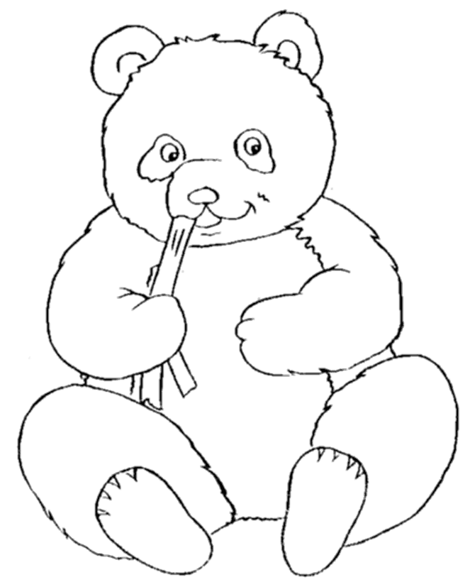 bear color drawing