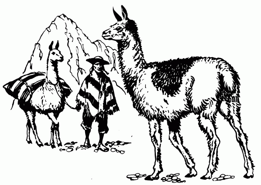 llama animals coloring pages