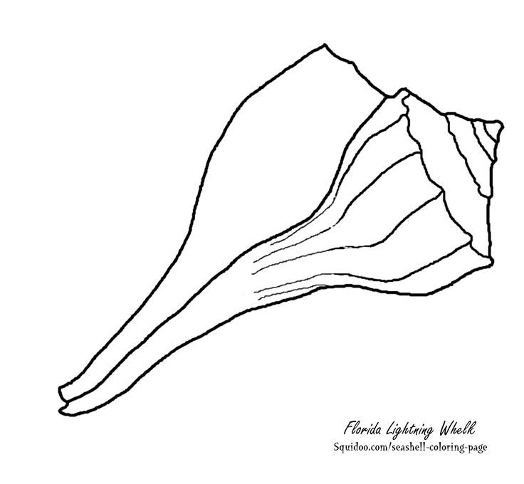 lightening whelk drawing | sea shells by the sea shore &lt;3