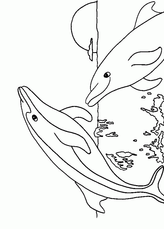 dolphin coloring pages - dolphin facts and information